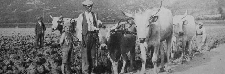 Prvi pokušaji obrađivanja zemlje u isušenom Čepićkom jezeru 1934 godine v Prvi pokušaji obrađivanja zemlje u isušenom Čepićkom jezeru 1934 godine v