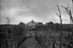 Pogled na vinograd i Crkvu sv. Kristofora kod Rovinja 1954. godine, Rovinj. (fn. 3190) Iz arhive Arheološkog muzeja Istre