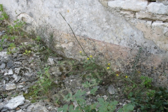 Sveti Toma, Vodnjan. Autor: Aldo Šuran (2007.)
