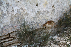Sveti Toma, Vodnjan. Autor: Aldo Šuran (2011.)