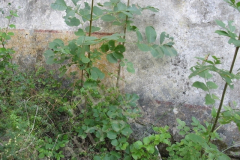 Sveti Toma, Vodnjan. Autor: Aldo Šuran (2007.)